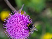 Hummel auf Alpen-Distel